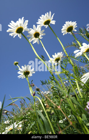 Bloemen van Margriet (Leucanthemum Vulgare), Europa Blumen von Marguerite / Oxeye Daisy (Leucanthemum Vulgare), Europa Stockfoto