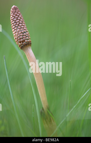 Heermoes (Equisetum Arvense), Belgien Field Schachtelhalm (Equisetum Arvense), Belgien Stockfoto