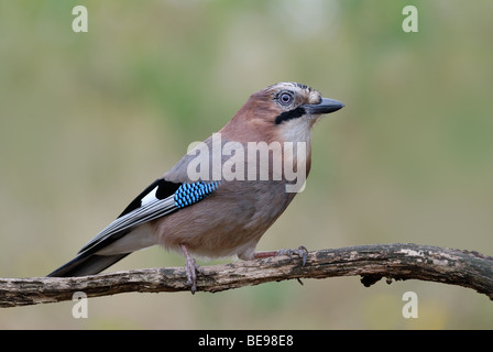Der Europäische Eichelhäher (Garrulus Glandarius). Stockfoto