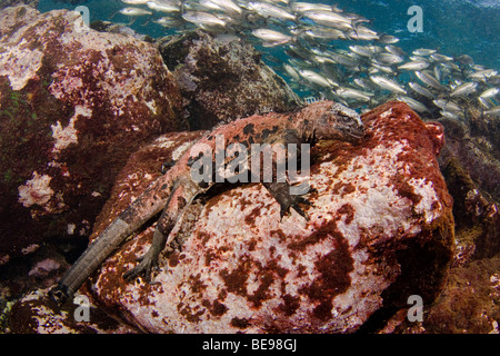 Marine Iguana, Amblyrhynchus Cristatus (endemisch) unter Wasser ernähren sich von Algen, Galapagos, Equador. Stockfoto