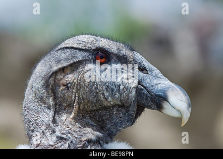 Anden-Kondor, Kondor Vultur, am Parque Condor, eine Reserve für gerettete Greifvögel in der Nähe von Otavalo, Ecuador, Südamerika. Stockfoto