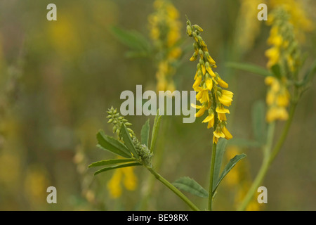 Impressie Citroengele Honingklaver; Eindruck gelb Sweetclover Stockfoto