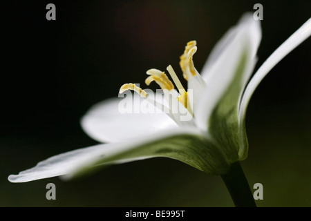 Witte Bloem van Vogelmelk met Een Donkeren Achtergrond; Weiße Blume Oof Sleepydick mit Darck Hintergrund Stockfoto