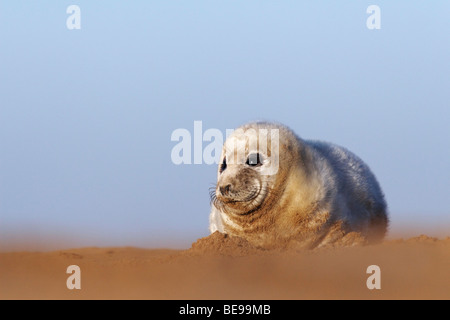 Grijze Zeehondpup Liggend Op Het Strand; Kegelrobben-Welpe im sand Stockfoto