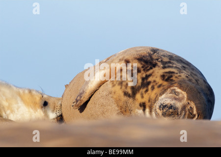 Grijze Zeehondpup Drinkt Bij Moeder; Grey seal Pup saugen Milch von der Mutter Stockfoto