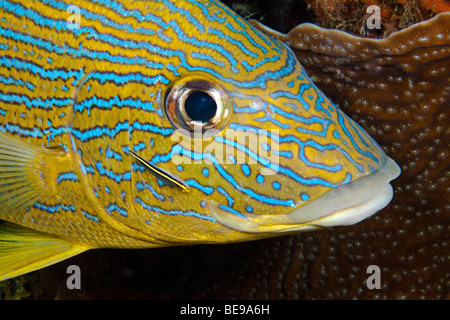 Ein Sharknose Grundel Elacatinus Evelynae, auf einem Bluestripe Grunzen, Haemulon Sciurus, Bonaire, die niederländischen Antillen, Karibik. Stockfoto