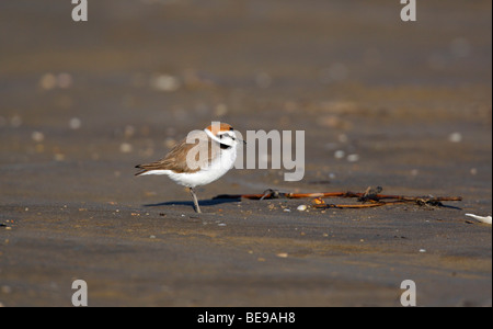 Eenzame Strandplevier in Stille Afwachting Op Het Zand; Einsame Seeregenpfeifer warten auf Termine. Stockfoto