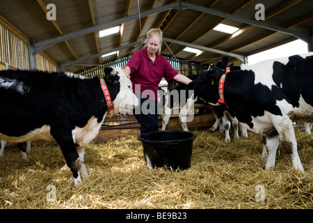 LIS Johnson mit rosa Kalbfleisch kalbt auf der unteren Kapelle Marsh Farm. Beaminster. Dorset. Stockfoto