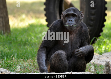 Schimpanse (Pan Troglodytes) in Gefangenschaft Stockfoto