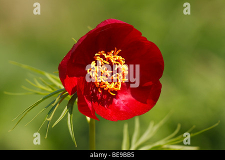 Fernleaf Pfingstrose Stockfoto