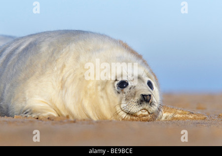 Potret van Een Grijze Zeehondpup; Grey seal Pup-Porträt Stockfoto