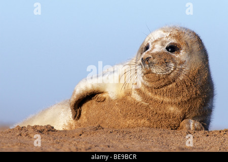 Grijze Zeehondpup Ligt in Het Zand; Kegelrobben-Welpe im sand Stockfoto