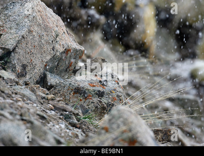 Ein hockender Plain Berg Fink auf einem Felsen in einem Schneegestöber Stockfoto