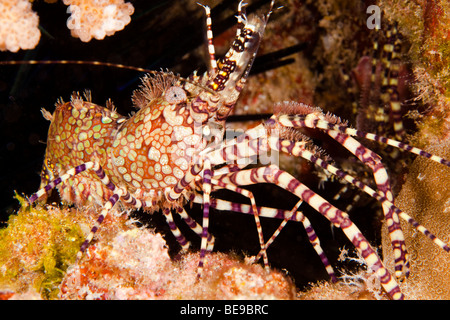 Dieser männliche marmorierten Garnelen, Saron Marmoratus, zeigt, dass es Klauen und Büschel von Borsten verlängert hat. Hawaii. Stockfoto