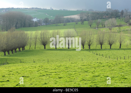 Bocage-Landschaft mit Pollard Weiden (Salix Sp.), früh Ardens, Belgien Stockfoto