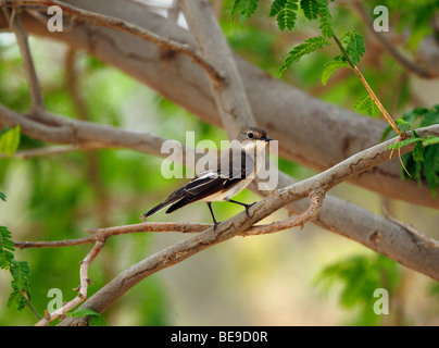 Zijaanzicht van Een Balkanvliegenvanger Op Een Takje. Seitlicher Blick auf eine Semi-collared Fliegenfänger auf einem Ast. Stockfoto