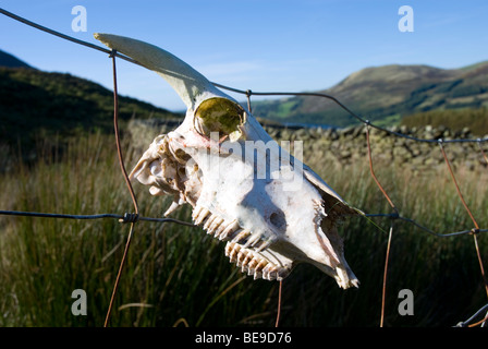 Schädel eines Schafes auf einem Holzzaunpfahl in Cumbria, dem Lake District Stockfoto