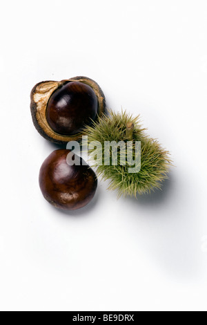 Rosskastanien (Conkers) Stockfoto