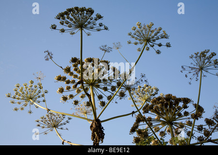 Heracleum Mantegazzianum Riesenbärenklau Pflanze Samenköpfe Stockfoto