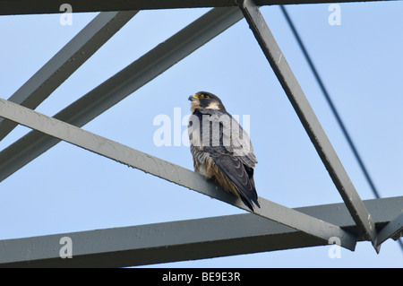 Slechtvalk; Wanderfalken; Falco Peregrinus; Stockfoto