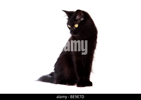 schwarze Katze mit langen Haaren nach unten isoliert auf weißem Hintergrund Stockfoto