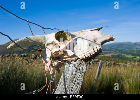 Schädel eines Schafes auf einem Holzzaunpfahl in Cumbria, dem Lake District Stockfoto