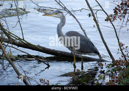 Heron, Themse Stockfoto