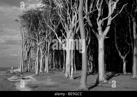 Der Gespensterwald von Nienhagen, Deutschland, auf der Küste des baltischen Meeres Stockfoto