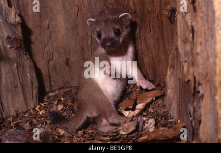 Jungtier Hermelin, GroÃŸes Wiesel in Einer HÃ¶hle Eines Baumes.Youngster von einem Hermelin in ein Loch eines Baumes Stockfoto