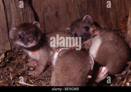 Jungtier Hermelins, GroÃŸes Wiesel in Einer HÃ¶hle Eines Baumes.Youngsters von einem Hermelin in ein Loch eines Baumes Stockfoto