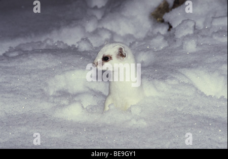 Hermelijn in Winterkleed in Sneeuwhol. Hermelin, Gro es Wiesel im Winterkleid in Schneeh Hle. Hermelin im Winterfell im Schnee Loch. Stockfoto