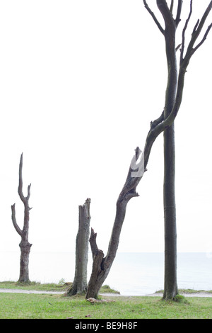 Schöne tote Bäume in den Gespensterwald Nienhagen auf der Küste des baltischen Meeres Stockfoto