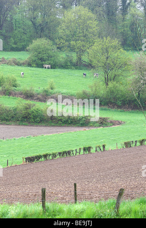 Bocagelandschap traf Hagen En Bomen, Voeren, Belgien Bocage-Landschaft mit Hecken und Bäumen, Voeren, Belgien Stockfoto