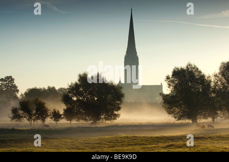 Kathedrale von Salisbury angesehen von Harnham Wässermatten in den frühen Morgenstunden Stockfoto