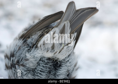 Van de Onderstaartdekveren van Een Grote Barmsijs, Close-Up der Unterschwanzdecken Coverts von mehligen Redpoll hautnah Stockfoto