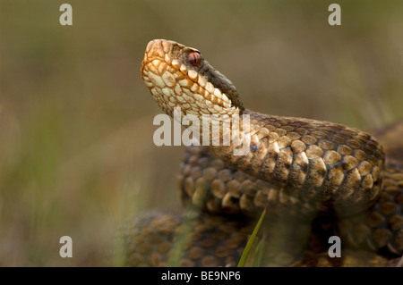 Nahaufnahme van Een Addierer Stockfoto