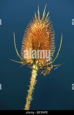 Grote Kaardebol (Dipsacus Fullonum), Belgien-wilde Karde (Dipsacus Fullonum), Belgien Stockfoto