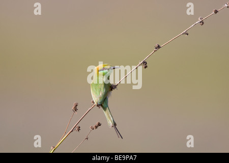 Der kleine grüne Biene-Esser Stockfoto
