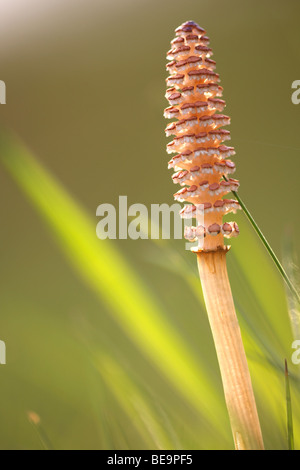 Heermoes (Equisetum Arvense), Belgien Field Schachtelhalm (Equisetum Arvense), Belgien Stockfoto