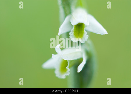 Bloemen Herfstschroeforchis; Damen-locken Herbstblumen Stockfoto