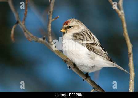 Een Witstuitbarmsijs Zittend in Een Boom, A Arctic Redpoll sitzt in einem Baum. Stockfoto