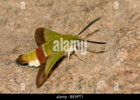 Olive Bee Hawkmoth; Hemaris croatica Stockfoto