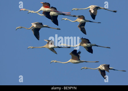 Negen (9) Europese Flamingo in formatie in de vlucht tegen een Blauwe lucht. Neun (9) Größere Flamingos, die sich in der Ausbildung in der Luft gegen einen blauen Himmel. Stockfoto