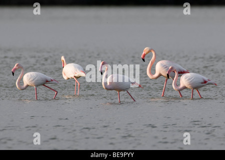 Vijf (5) Europese der Flamingo voortschrijdend in het water op Zoek naar voedsel. Fünf (5) Europäischen Flamingos schreiten auf dem Wasser nach Nahrung suchen. Stockfoto