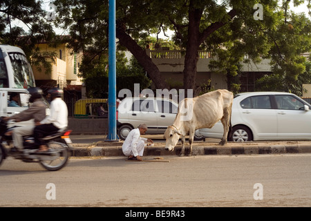 Ein Mann ernährt sich eine Kuh übrig Essen auf einer Straße in Janakpuri, New Delhi, Indien Stockfoto