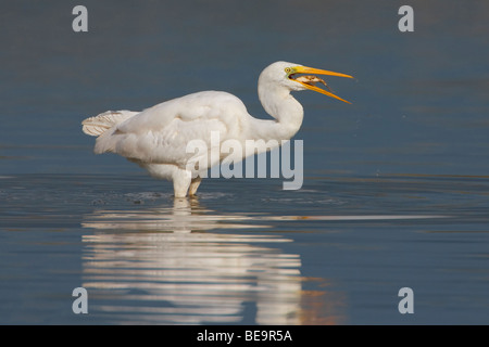 Zilverreiger heeft een visje verschalkt. Silberreiher hat einen Fisch gefangen. Stockfoto
