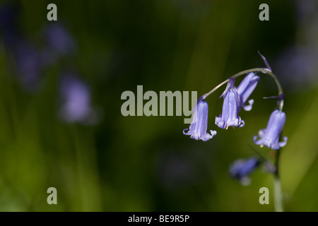 Glockenblumen in Sussex woodland Stockfoto