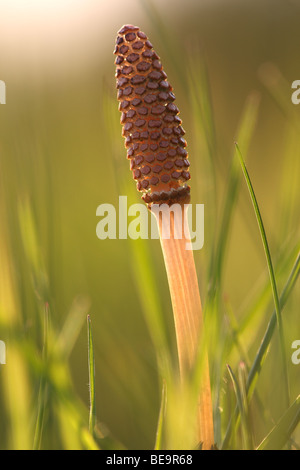 Heermoes (Equisetum Arvense), Belgien Field Schachtelhalm (Equisetum Arvense), Belgien Stockfoto