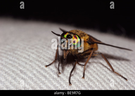 Gespreizte Deer Fly (Chrysops Caecutiens: Tabanidae) Weibchen auf ein Spitzkappe Bein, UK. Stockfoto