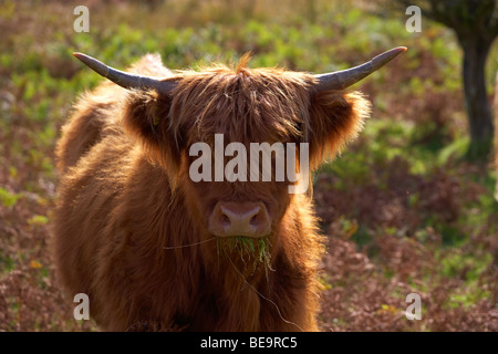 Eine Highland-Kuh in der Wildnis von Exmoor nahe Dunkery Hill Stockfoto